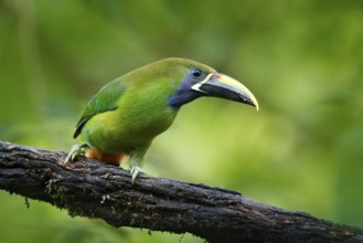Wildlife scene from nature. Exotic bird, tropic forest. Small toucan. Blue-throated Toucanet,