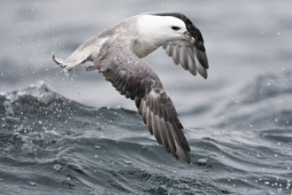 Northern Fulmar (Fulmarus glacialis) flying, North Sea, Germany, Europe