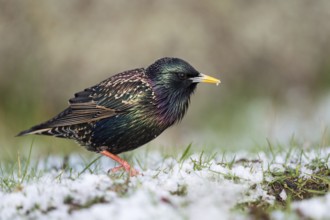 Common Starling (Sturnus vulgaris) on snowy grass field, Sweden, Europe