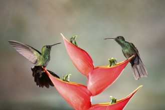 Bronze-tailed Plumeleteer (Chalybura urochrysia) males feeding at flower nectar, Costa Rica,