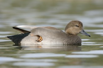 Gadwall (Mareca strepera) male, Texas, USA, North America