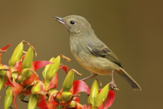 Glossy Flowerpiercer, Diglossa lafresnayii, female, black bird with bent bill sitting on the orange
