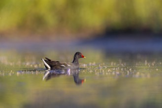 Common Moorhen (Gallinula chloropus), North Rhine-Westphalia, Germany, Europe