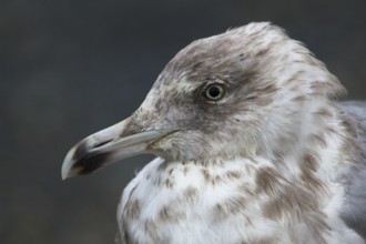 European Herring Gull (Larus argentatus), Texel, Netherlands