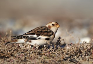 Snow Bunting (Plectrophenax nivalis), Schleswig-Holstein, Germany, Europe