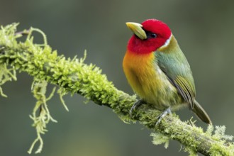 Red-headed Barbet (Eubucco bourcierii) perched on a branch in Colombia, South America