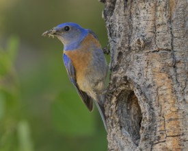 Western Bluebird (Sialia mexicana) at nest cavity in the Sierra Nevada mountains of California