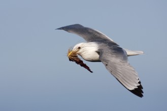 Black-legged Kittiwake (Rissa tridactyla) flying, Schleswig-Holstein, Germany, Europe