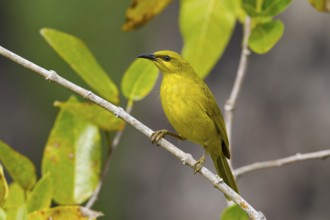 Yellow Honeyeater (Stomiopera flava), Queensland, Australia, Oceania