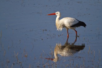 White Stork (Ciconia ciconia) foraging, North Rhine-Westphalia, Germany, Europe