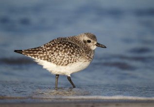 Grey Plover (Pluvialis squatarola), Schleswig-Holstein, Germany, Europe