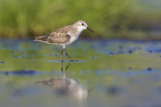 Little Stint (Calidris minuta) foraging, Lake Natron, Tanzania, Africa
