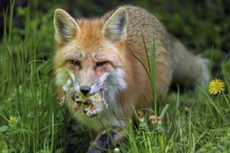 Red fox (Vulpes vulpes) running through meadow with mouthful of chicks after raiding chicken coop