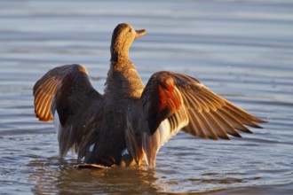 Gadwall (Mareca strepera) male, Mallorca, Spain, Europe