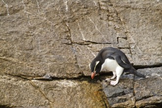 Snares Penguin (Eudyptes robustus), Snares Islands, New Zealand, Oceania