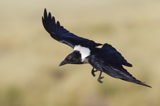 Pied Crow (Corvus albus) flying, Hardap, Namib-Naukluft National Park, Namibia, Africa