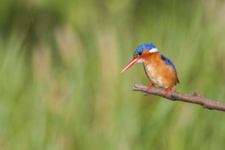 Malachite Kingfisher (Corythornis cristatus), Western Cape, South Africa, Africa