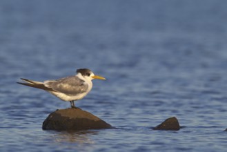Greater Crested Tern (Thalasseus bergii), Victoria, Australia, Oceania