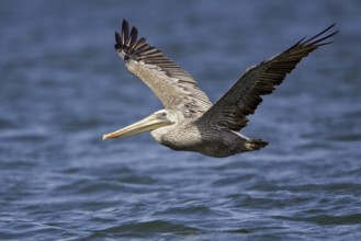 Brown Pelican (Pelecanus occidentalis), Washington, USA, North America