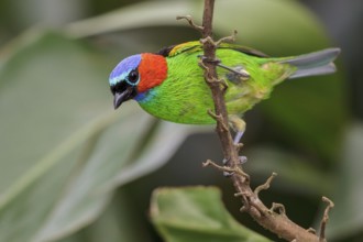 Red-necked Tanager (Tangara cyanocephala) perched on a branch in the Atlantic rainforest of
