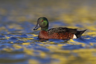 Chestnut Teal (Anas castanea), Victoria, Australia, Oceania