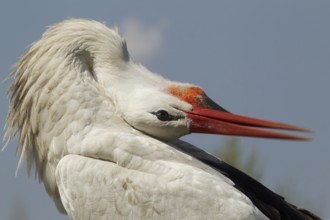 White Stork (Ciconia ciconia), Turkey, Asia
