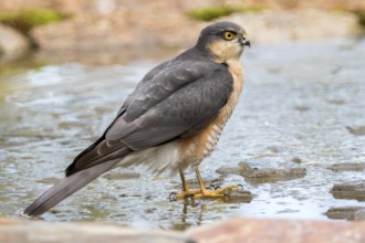 Eurasian Sparrowhawk (Accipiter nisus) male at a waterhole, Madrid, Spain, Europe