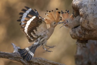 Eurasian Hoopoe (Upupa epops) feeding juvenile in breeding cavity, Saxony-Anhalt, Germany, Europe