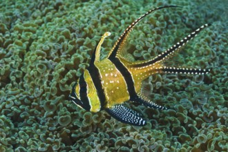 Banggai-Kardinalbarsch, Pterapogon kauderni Banggai Cardinal Fish, Pterapogon kauderni