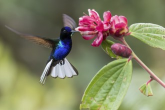 Velvet-purple Coronet (Boissonneaua jardini) feeding at a flower in Colombia, South America
