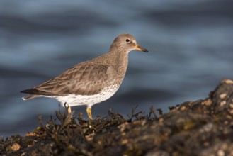 Surfbird (Calidris virgata), British Columbia, Canada, North America