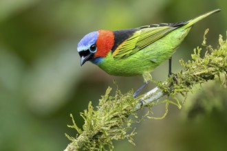 Red-necked Tanager (Tangara cyanocephala) perched on a branch in the Atlantic Rainforest of Brazil