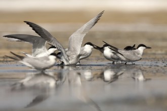 Gull-billed Tern (Gelochelidon nilotica), Castile-La Mancha, Spain, Europe