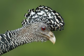 Detail bird portrait with crest. Bare-faced Curassow, Crax fasciolata, big black bird with yellow