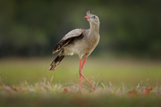 Red-legged Seriema, Cariama cristata, Pantanal, Brazil. Typical bird from Brazil nature. Bird in