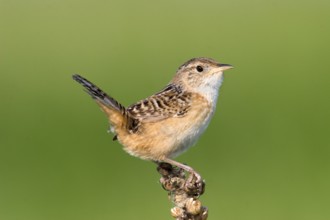 Sedge Wren Cistothorus platensis Appleton, Chippewa County, Minnesota, United States 29 May Adult