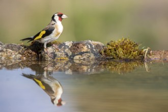 European Goldfinch (Carduelis carduelis) at a waterhole, Castile and Leon, Spain, Europe