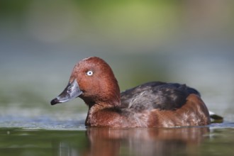 Ferruginous Duck (Aythya nyroca), Baden-Wuerttemberg, Germany, Europe