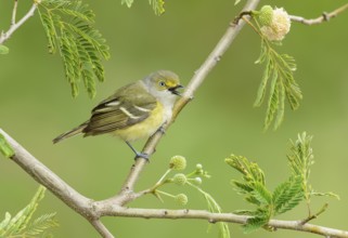 White-eyed Vireo (Vireo griseus) male singing, Texas, USA, North America
