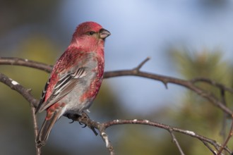 Pine Grosbeak - Hakengimpel - Pinicola enucleator, Finland, adult male, Europe