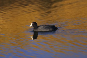 Hawaiian Coot, Fulica alai, USA, Hawaii, Hawaii Island, Endangered species, North America