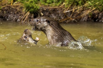 Two otters actively playing in the water, surrounded by grass and plants, European otter (Lutra