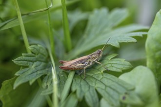 Great green bush cricket (locusta), grasshopper, on a blade of grass in a meadow, Tyrol, Austria,