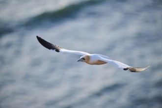 Northern gannet (Morus bassanus) flying over the sea, wildlife, Helgoland, Germany, Europe