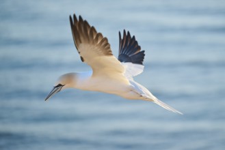 Northern gannet (Morus bassanus) flying over the sea at sunset, wildlife, Helgoland, Germany,