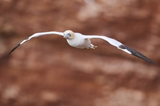 Northern gannet (Morus bassanus) flying over the cliffs, wildlife, Helgoland, Germany, Europe