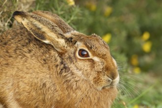 European brown hare (Lepus europaeus) adult animal resting in grassland, England, United Kingdom,