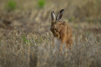 European brown hare (Lepus europaeus) adult animal washing its front foot in a farmland stubble
