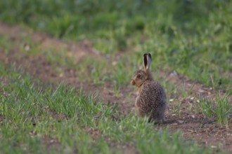 European brown hare (Lepus europaeus) juvenile leveret animal in a farmland cereal field in summer,