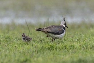 Lapwing (Vanellus vanellus) with young, Lower Saxony, Germany, Europe
